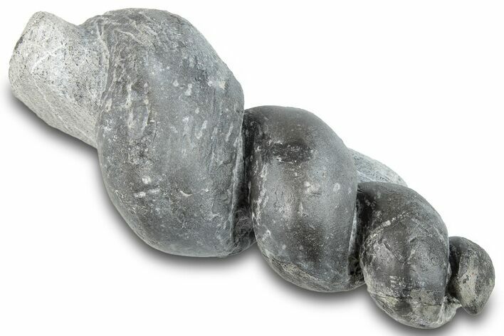 Devonian Fossil Gastropod Internal Mold - Issoumour, Morocco #282798